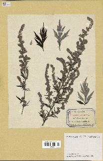 spécimen de Artemisia vulgaris