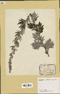 spécimen de Artemisia vulgaris