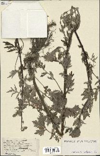 spécimen de Artemisia vulgaris