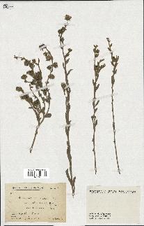 spécimen de Andryala canariensis