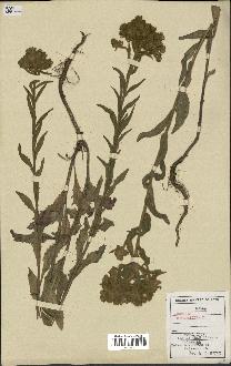 spécimen de Andryala integrifolia