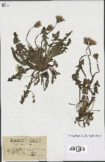 spécimen de Taraxacum japonicum