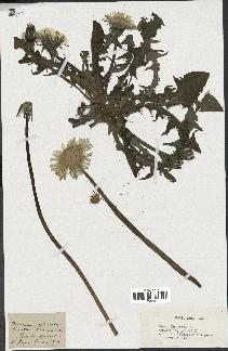 spécimen de Taraxacum officinale