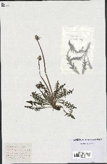 spécimen de Taraxacum sp.