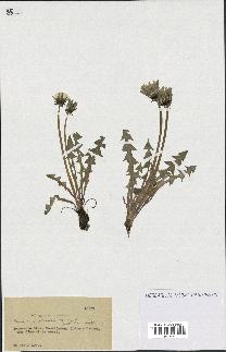 spécimen de Taraxacum dilatatum