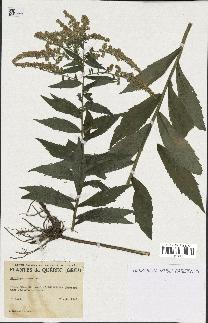 spécimen de Solidago rugosa