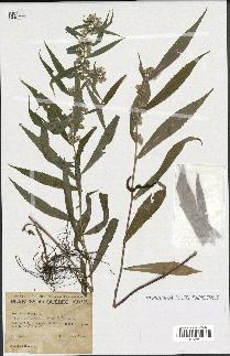 spécimen de Solidago caesia