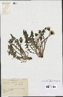 spécimen de Taraxacum tenuiceps