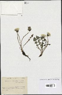 spécimen de Taraxacum tenuiceps