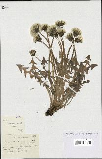 spécimen de Taraxacum tenuiceps