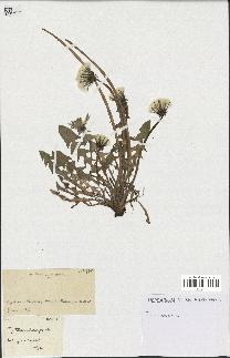 spécimen de Taraxacum tenuiceps