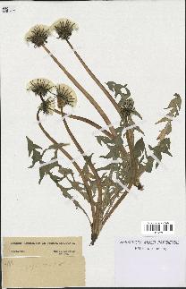 spécimen de Taraxacum sp.