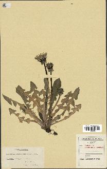 spécimen de Taraxacum retroflexum