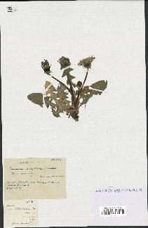 spécimen de Taraxacum ancistrolobum