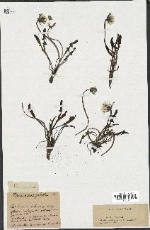 spécimen de Taraxacum palustre