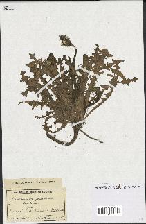 spécimen de Taraxacum coreanum