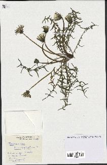 spécimen de Taraxacum lacistophyllum