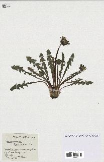 spécimen de Taraxacum bracteatum