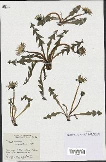 spécimen de Taraxacum nordstedtii