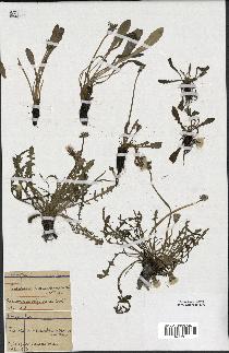 spécimen de Taraxacum bessarabicum