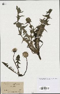 spécimen de Taraxacum officinale