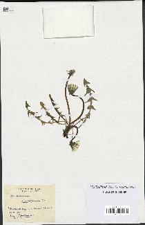 spécimen de Taraxacum laetiforme