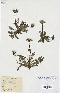 spécimen de Taraxacum agaurum