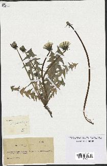 spécimen de Taraxacum polyschistum