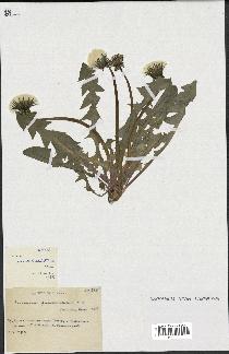 spécimen de Taraxacum paucidentatum