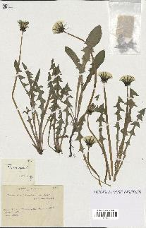 spécimen de Taraxacum tenuiceps