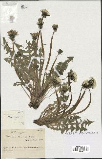 spécimen de Taraxacum tenuiceps