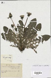 spécimen de Taraxacum pseudoleptodon