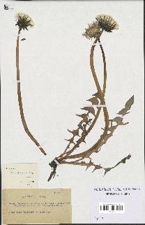 spécimen de Taraxacum retroflexum