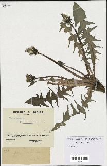 spécimen de Taraxacum pectinatiforme