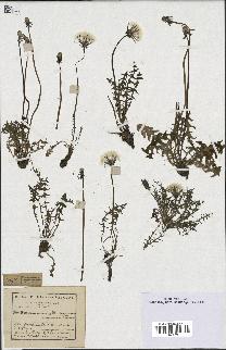 spécimen de Taraxacum erythrospermum