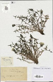 spécimen de Taraxacum lacistophyllum