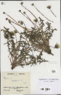 spécimen de Taraxacum lambinonii