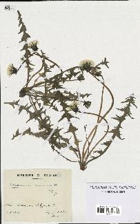 spécimen de Taraxacum scanicum