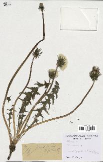 spécimen de Taraxacum sp.