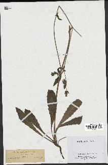 spécimen de Picris echioides
