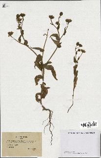 spécimen de Andryala laxiflora