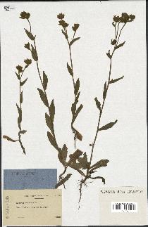 spécimen de Andryala laxiflora