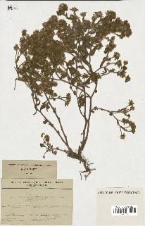 spécimen de Andryala laxiflora