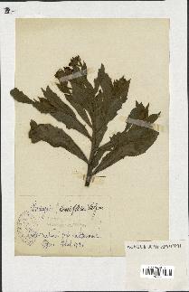spécimen de Andryala laxiflora