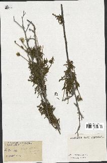 spécimen de Andryala canariensis
