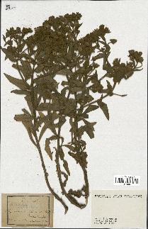 spécimen de Andryala integrifolia