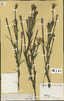 spécimen de Tragopogon porrifolius