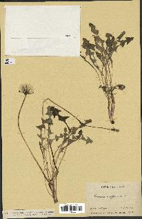 spécimen de Taraxacum officinale