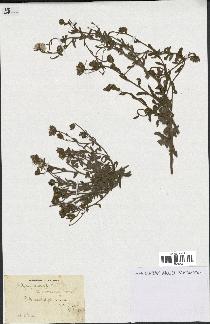 spécimen de Andryala canariensis