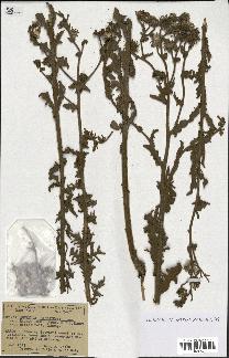 spécimen de Andryala canariensis